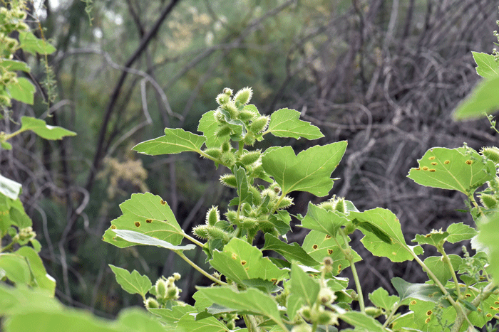 Rough Cocklebur blooms and fruits from July to September or October. Rough Cocklebur in found in elevations from sea level to 6,000 feet (1,981 m). Xanthium strumarium